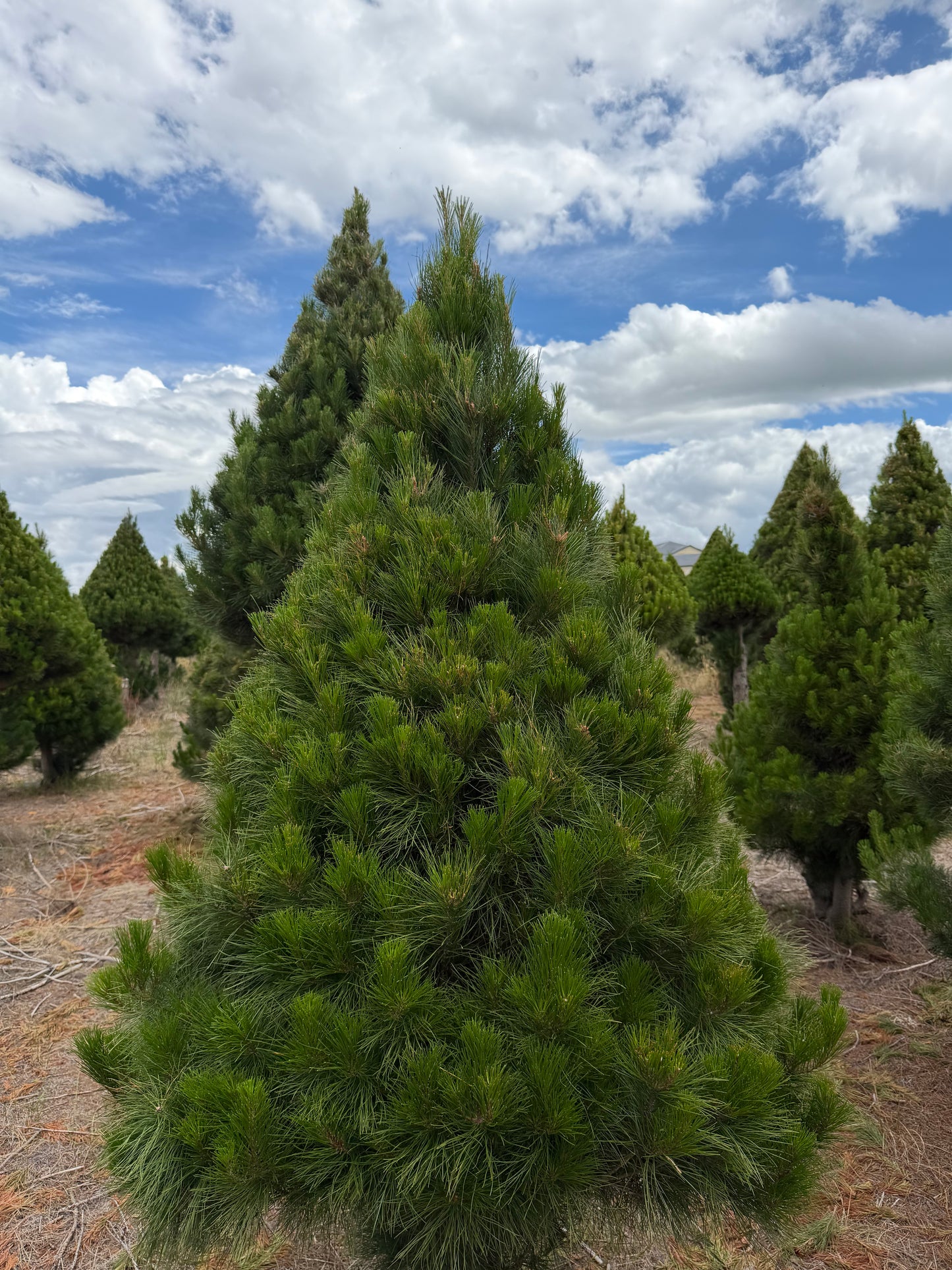 Standard Real Christmas Tree