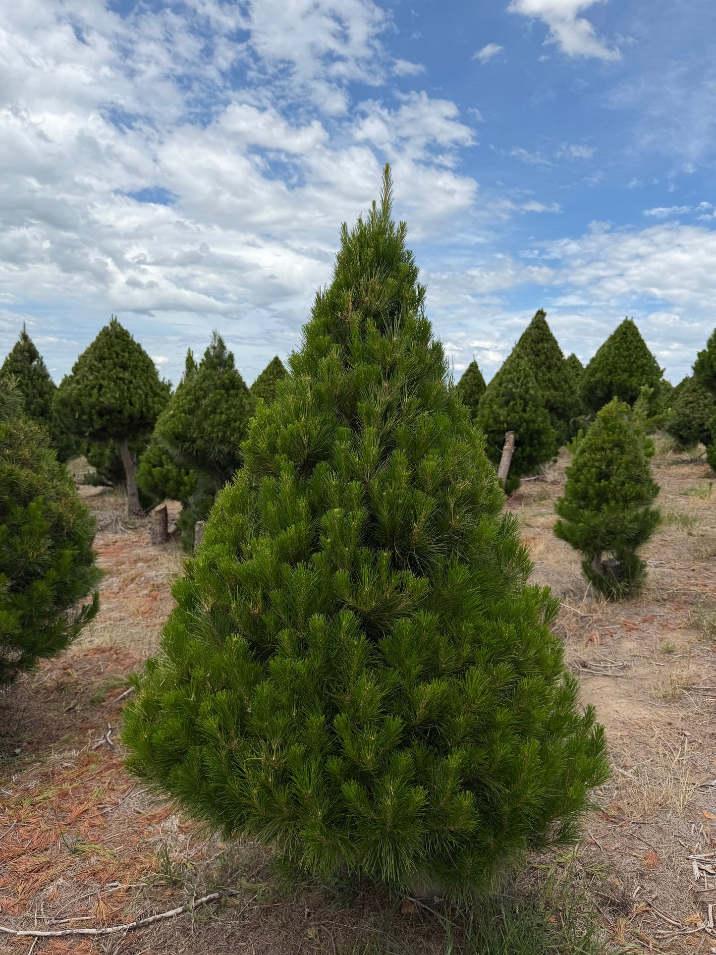 Standard Real Christmas Tree