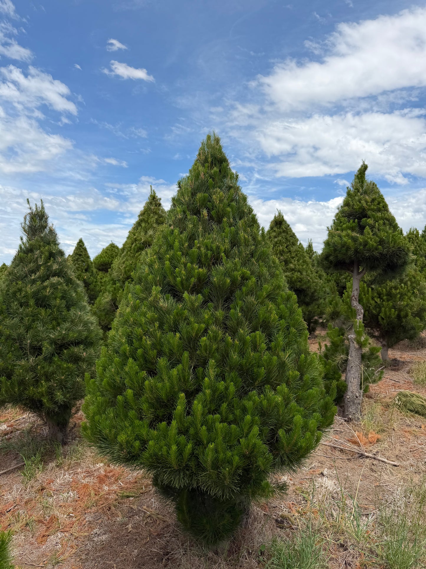 Standard Real Christmas Tree